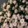 stenly_bishem