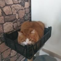 Карина Арнаутова