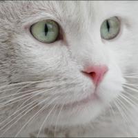 beyaz_kedi