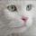 beyaz_kedi