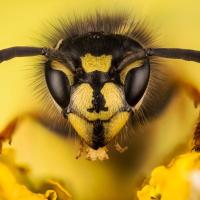Bee MAMA