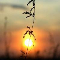 Домохозяйка...