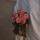 _al.usra_