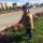 luiza11