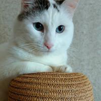 Нина