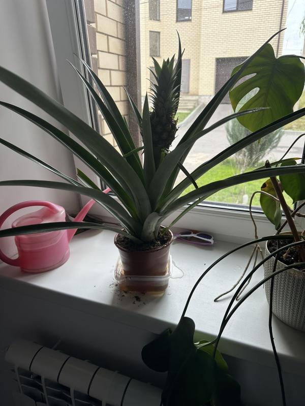 post image 4
