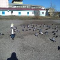 Аниса