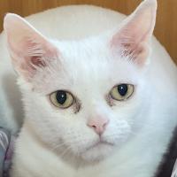 камилла