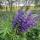 anastasi_f