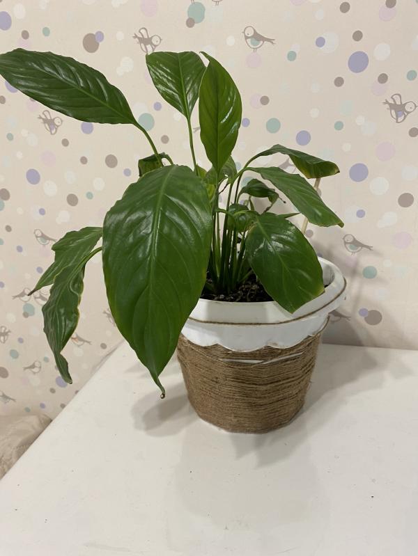 post image 5