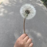Di