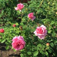 Алла Аброськина