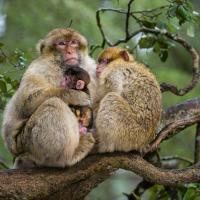 Monkey