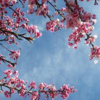 🧚🏽‍♀️🧚🏽‍♀️🧚🏽‍♀️