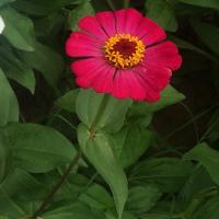 Алиева Амина