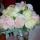 olya256189