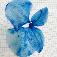 Милена Абрамова