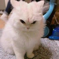 Злаябука