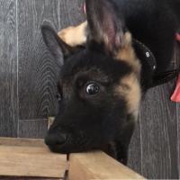 анна