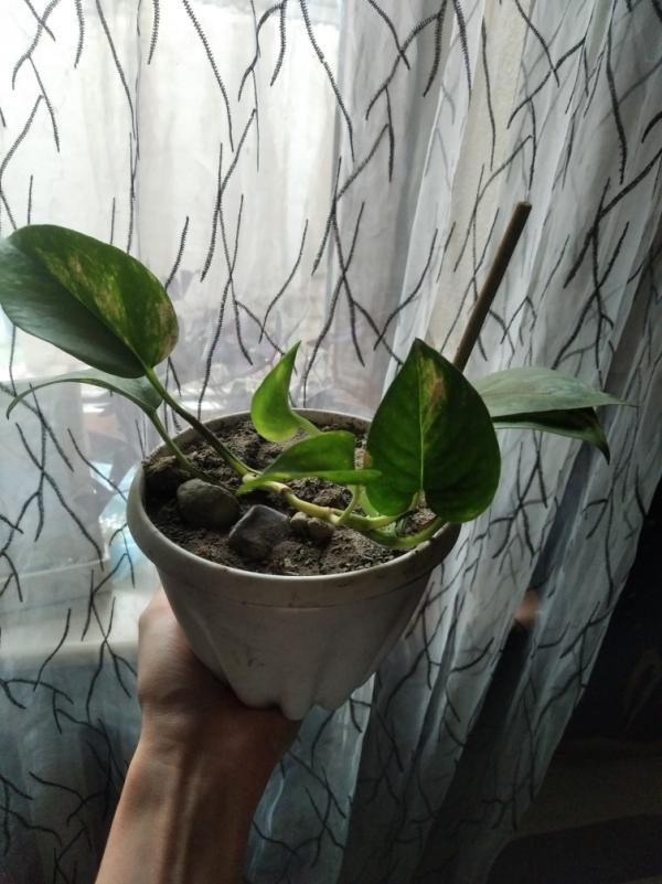 post image 3
