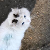 Катерина