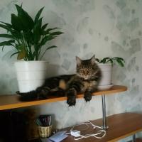 Кристина