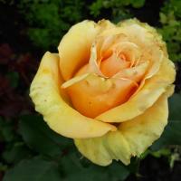 Марина Нагибина