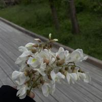 Райсат