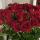 marysya_marysya
