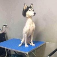 Шура
