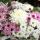 alina.mail12345