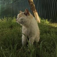 Анна