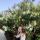 anastasia_090