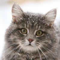 Олеся