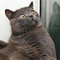 П