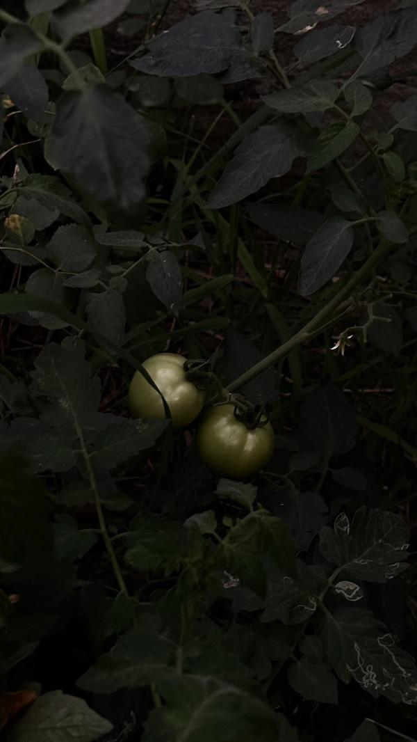 post image 4