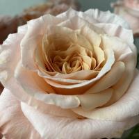 Flower 🌹 