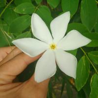 Лиля