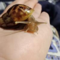 Ульянка