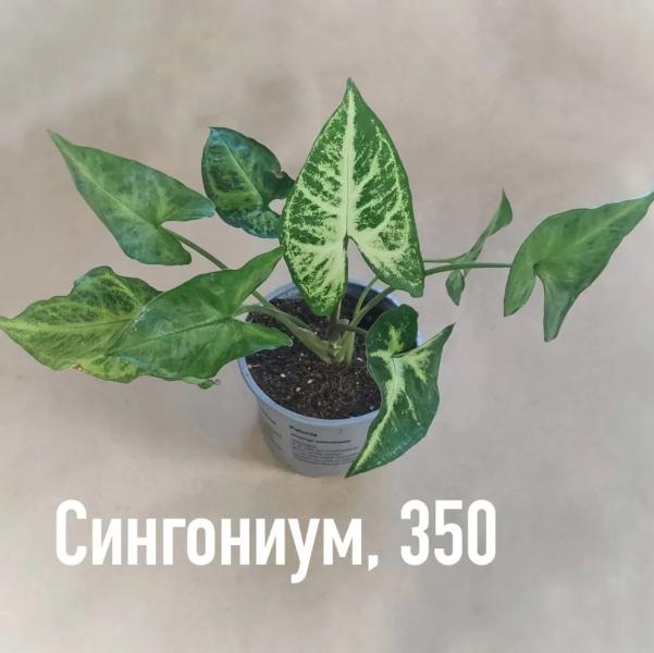 post image 4