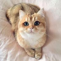 Катя