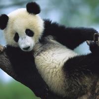 Наталья Воробьева