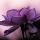 moy_ray