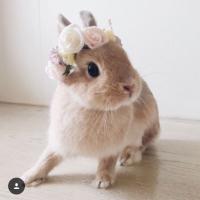 milka
