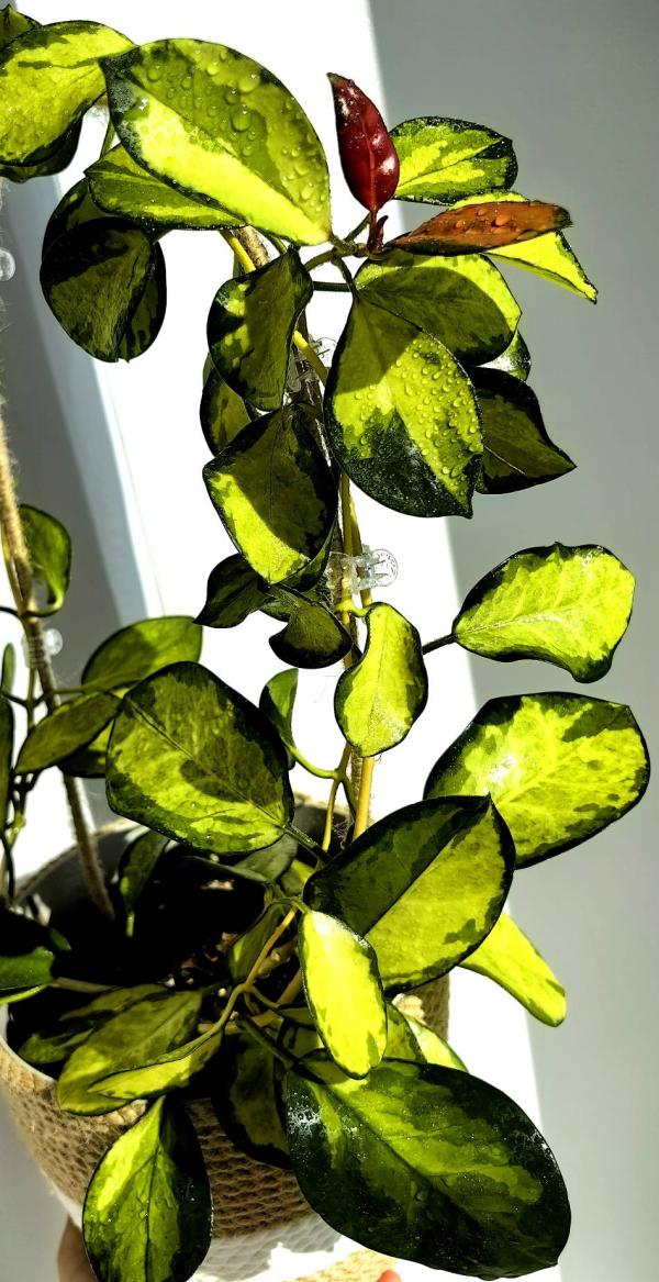 post image 5