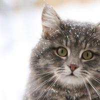 Катерина