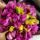 01041996liz