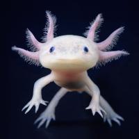 VeniVediVichi