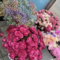 🌷🌷🌷