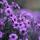 lidiya98765